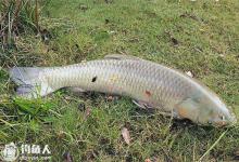 夏末秋初嫩玉米钓草鱼经验和技巧