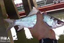 关于土鲮鱼的一些垂钓见解