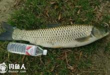 七星漂抛竿无坠浮钓草鱼技巧