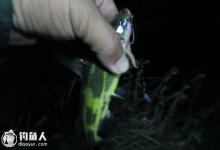 静流水夜钓黄颡鱼的渔具配置与垂钓技巧