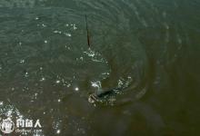 鲢鳙鱼的台钓技法粗浅之谈