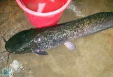 活饵钓大鲶鱼的钓点选择与钓鱼技巧