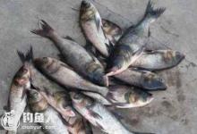 钓鲢鳙时风大小鱼多，怎么用饵钓多深