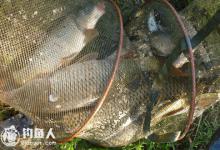 鲤鱼的垂钓攻略之饵料、钓具的选择技巧