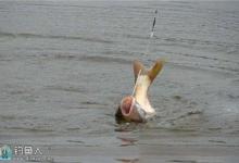 钓鲢鳙时应了解其习性解决小鱼闹窝问题