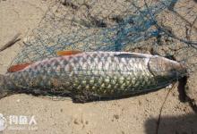 钓友分享钓军鱼的两种实用钓法