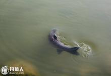 高手谈手、海竿水库钓大青的心得技巧