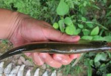 手竿在水库拉饵钓翘嘴鲌鱼的技巧