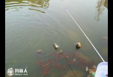 滥塘垂钓滑口鲫鱼的五个要点须注意