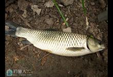 用青草专钓大草鱼技巧，钓友分享