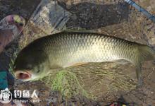 草鱼习性、钓点、鱼饵选择以及钓法技巧