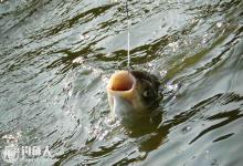 水库抛竿诱钓鲢鳙鱼的饵料配置及操控技巧