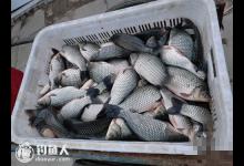 春钓大鲫鱼的最佳时机与技巧组合