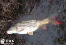 淤泥塘追星钓鲤鱼的实用技巧