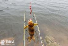 夏天海竿串钩钓黄颡的三个技巧