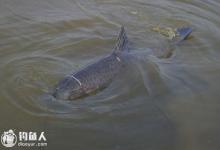 坑塘春钓青鱼的三个诀窍