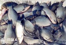 黑坑春钓鲫鱼的钓位、渔具、鱼饵选择