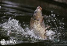春季钓鲤鱼选择钓位饵料的几个技巧