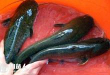 鲶鱼的特征及夜钓的钓法技巧