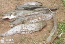 钓友分享鲶鱼的打窝技巧汇总