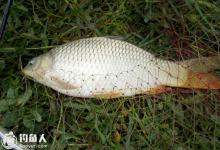 钓友分享钓鲤鱼调漂用饵技巧