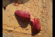 冬钓罗非鱼的饵料与用饵体会