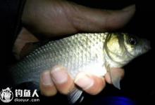 夏天夜钓鲫鱼的实用技巧