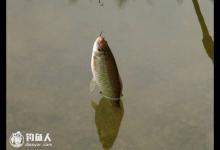石鲮鱼的习性与垂钓技法