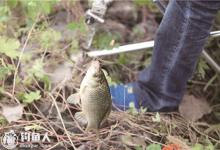 夏季轻口鲫的钓具择饵与调钓技巧