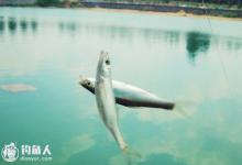 夏天钓白条的四个技巧要点