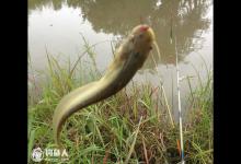 夏天钓泥鳅选时选点与垂钓技巧