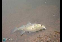 作钓鲢鳙饵料的四个味型特点