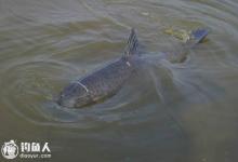 水库钓青鱼的手、海竿钓法的运用