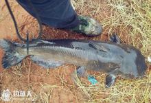 垂钓鲶鱼的选时、钓具、择饵技巧