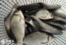 工程鲫鱼塘中钓土鲫的五个垂钓技巧