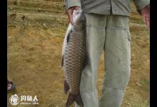 军鱼的垂钓选位及钓组、饵料的选择