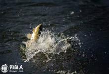 手竿野钓大鲤的三不得