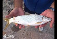 夏钓黄尾鱼的三要素（选点、打窝、起竿）