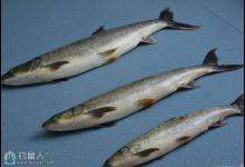 鳡鱼的钓具搭配与操作垂钓技巧