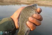 钓鱼老者的独门钓鲫鱼秘方分享