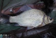 拉饵钓鲫鱼到底钓底好还是钓浮好？