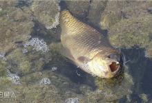 冬季在浅水草窝钓鲫鱼的技巧