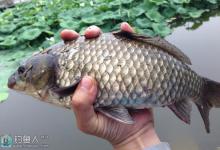 冬季野钓鲫鱼如何打窝是关键