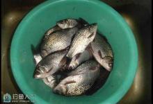 春季在水库钓鲫鱼的3点考虑与技巧