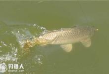 追星钓鲤鱼攻略（时间、装备、用饵）