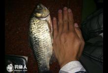 春季野钓鲫鱼经验与体会，高手分享