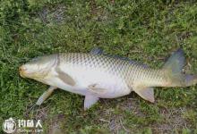 垂钓鲤鱼的调漂、提竿技巧