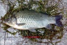 夏天钓鲫鱼的用饵打窝技巧