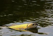 秋季江河钓草鱼四大技法
