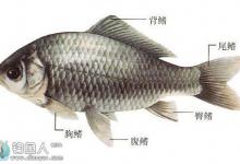 一年四季野钓鲫鱼技巧全解析